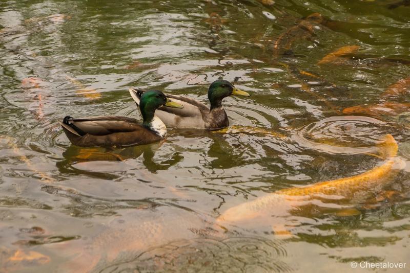 _DSC0110.JPG - Japanse Tuin, Hasselt, België