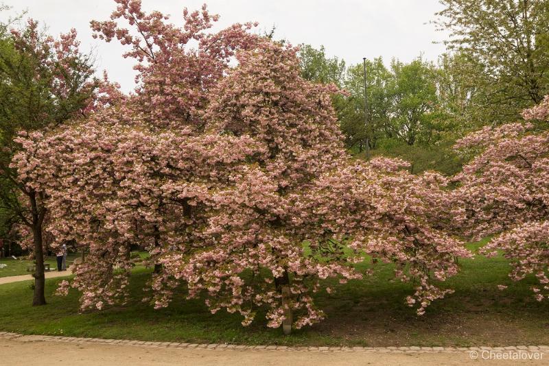 _DSC0118.JPG - Japanse Tuin, Hasselt, België