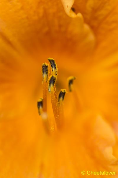 _DSC0010.JPG - Siertuin Het Arendsnest, Lozen, België