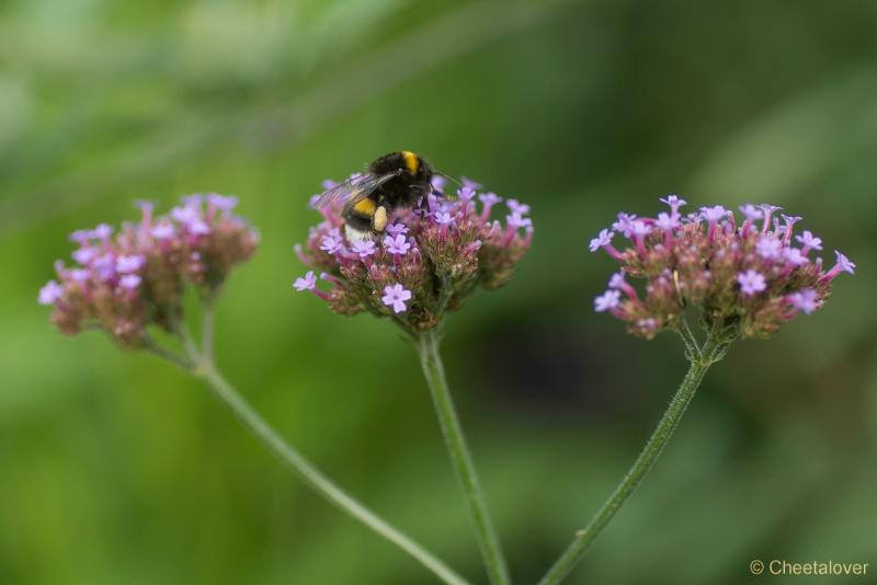 _DSC0021.JPG - Siertuin Het Arendsnest, Lozen, België