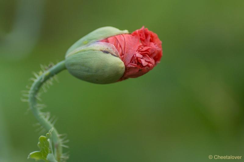 _DSC0024.JPG - Siertuin Het Arendsnest, Lozen, België