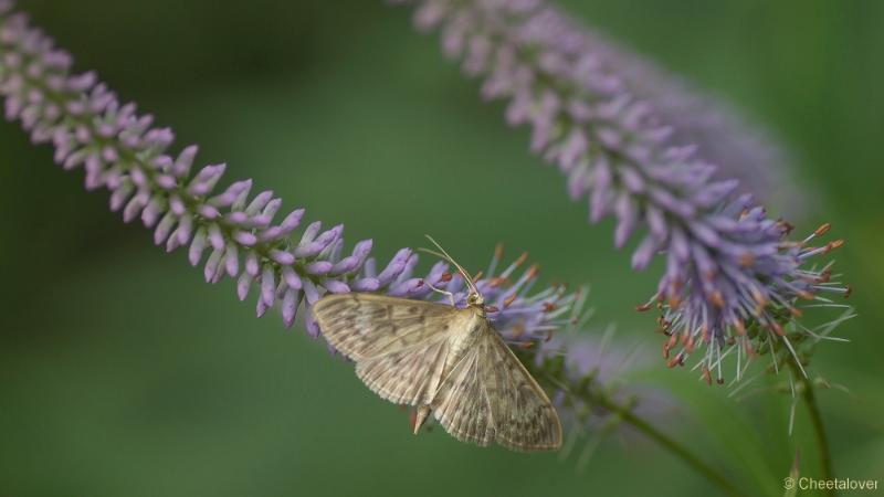 _DSC0034.JPG - Siertuin Het Arendsnest, Lozen, België