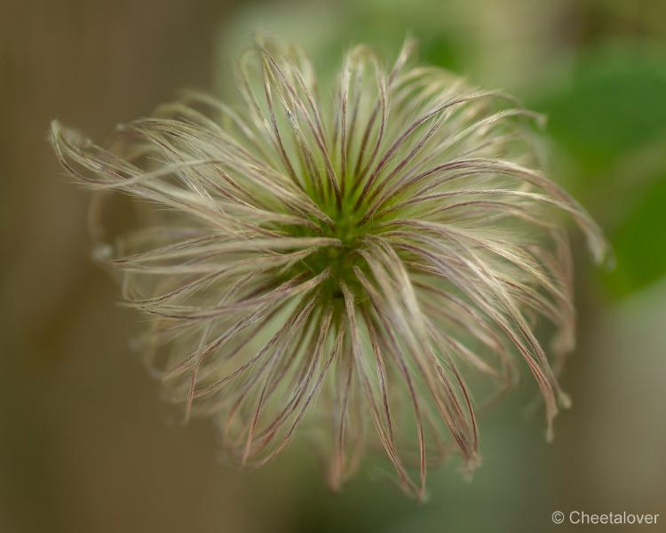 _DSC0052.JPG - Siertuin Het Arendsnest, Lozen, België