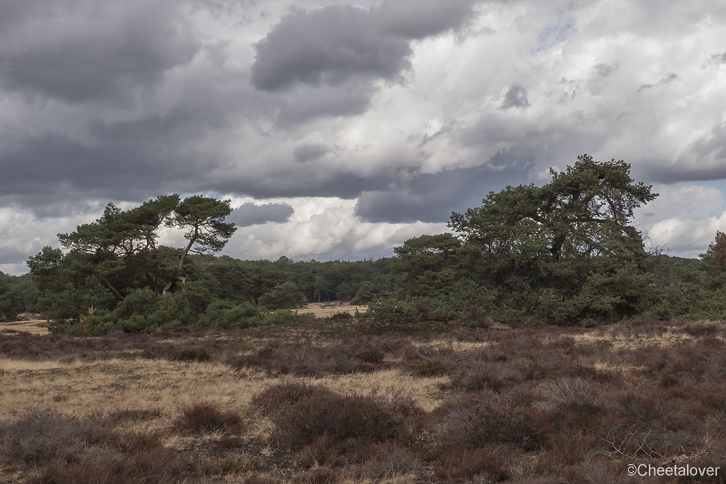 P1400123.JPG - Nationaal Park de Hoge Veluwe