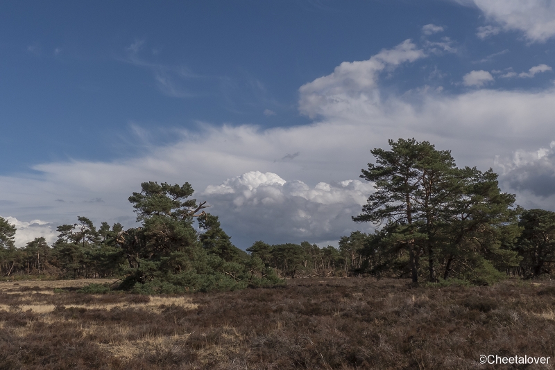 P1400129.JPG - Nationaal Park de Hoge Veluwe