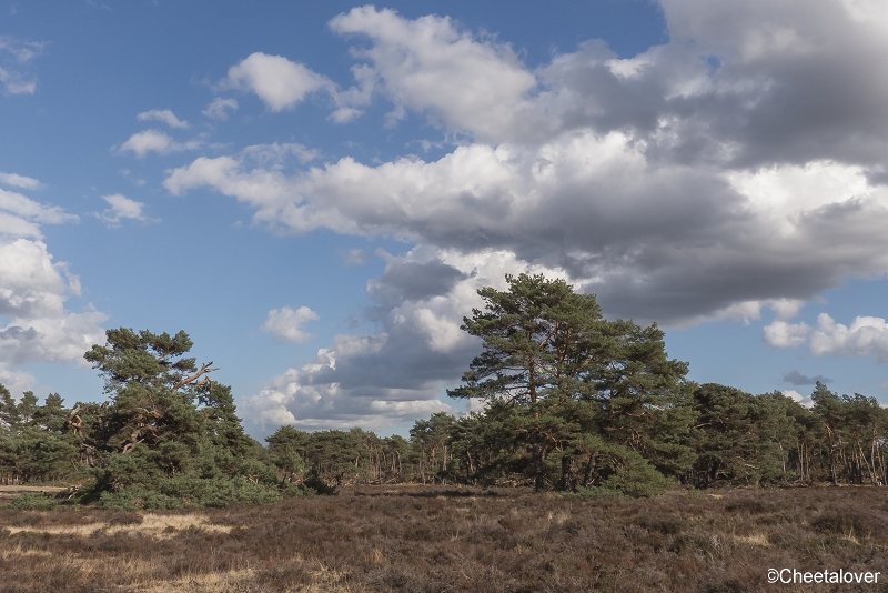 P1400138.JPG - Nationaal Park de Hoge Veluwe