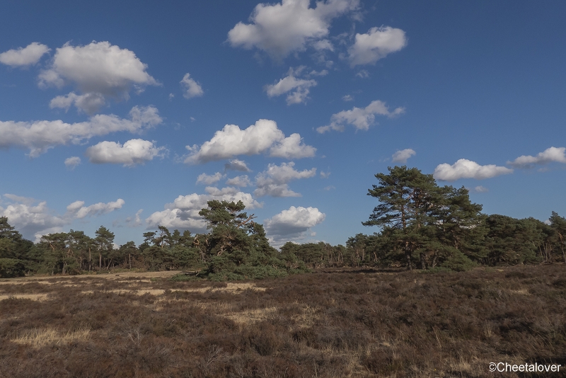 P1400141.JPG - Nationaal Park de Hoge Veluwe