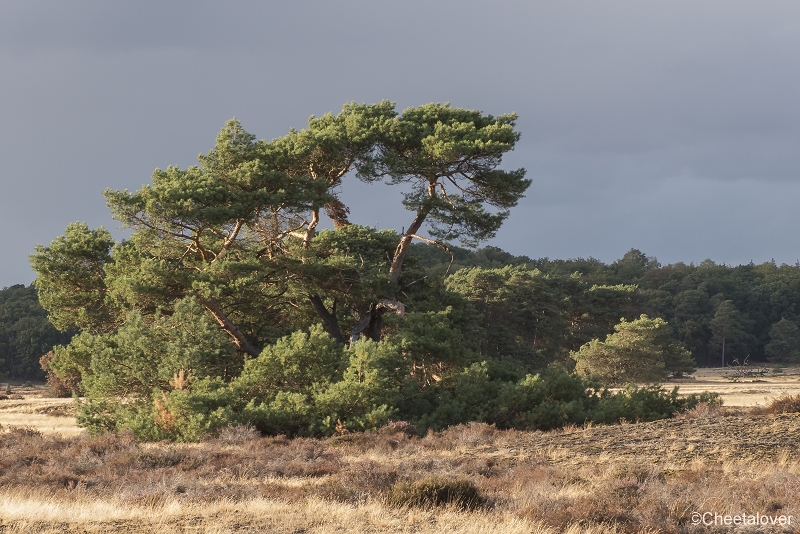 P1400148.JPG - Nationaal Park de Hoge Veluwe