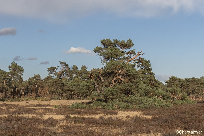 P1400149.JPG - Nationaal Park de Hoge Veluwe