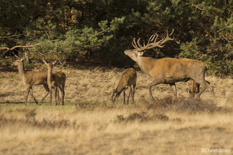 _DSC0052.JPG - Nationaal Park de Hoge Veluwe