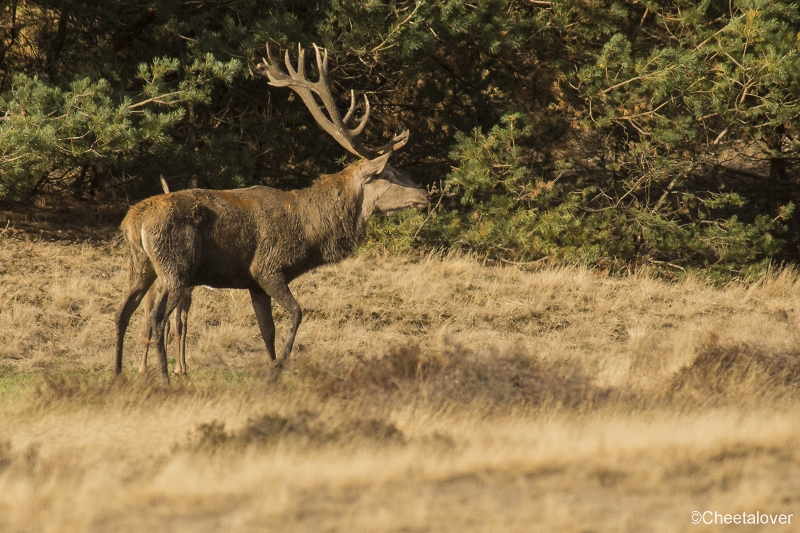 _DSC0055.JPG - Nationaal Park de Hoge Veluwe