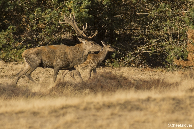 _DSC0062.JPG - Nationaal Park de Hoge Veluwe