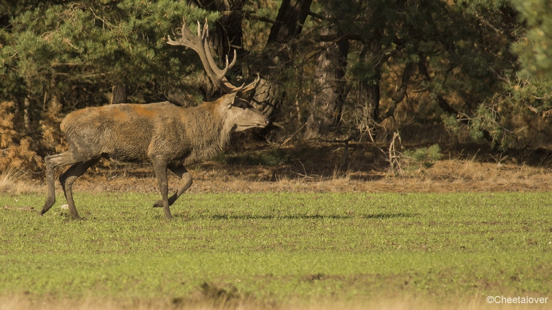 _DSC0070.JPG - Nationaal Park de Hoge Veluwe