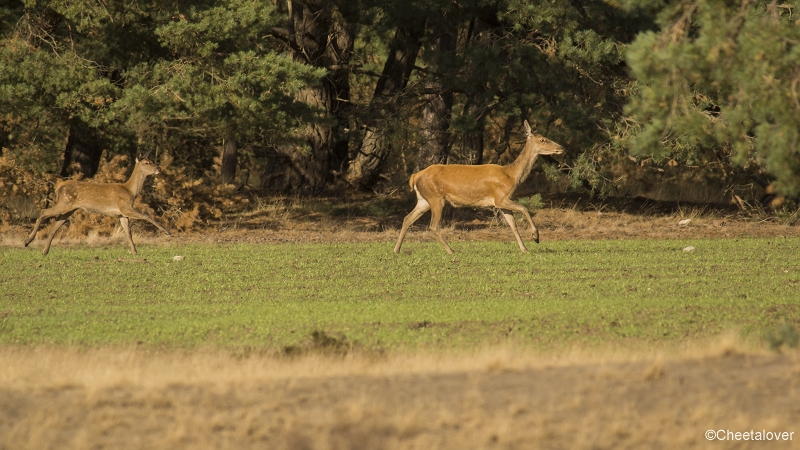 _DSC0078.JPG - Nationaal Park de Hoge Veluwe