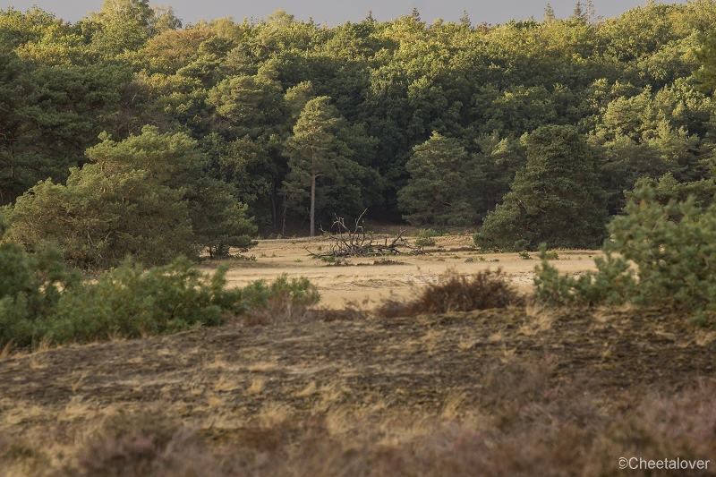 _DSC0113.JPG - Nationaal Park de Hoge Veluwe