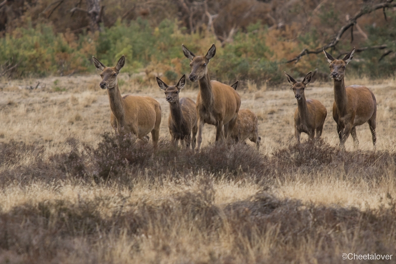 _DSC0115.JPG - Nationaal Park de Hoge Veluwe