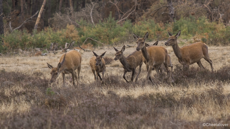 _DSC0119.JPG - Nationaal Park de Hoge Veluwe