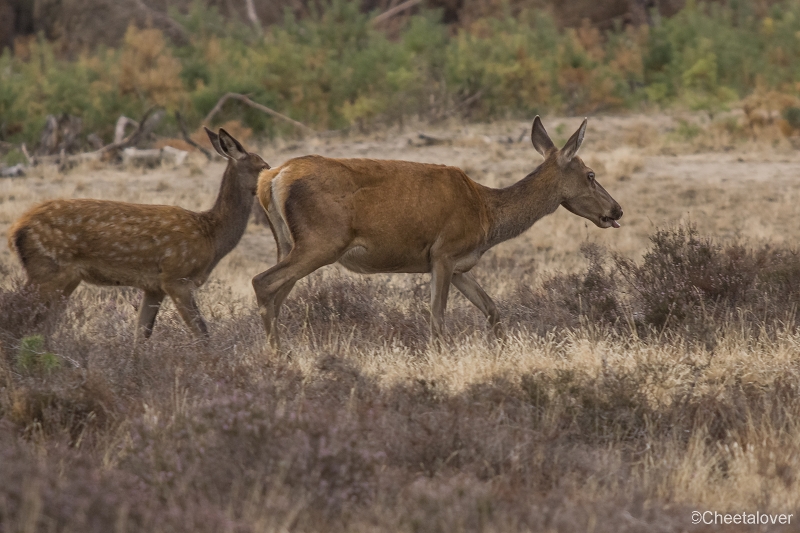 _DSC0134.JPG - Nationaal Park de Hoge Veluwe