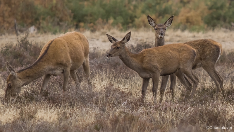 _DSC0137.JPG - Nationaal Park de Hoge Veluwe