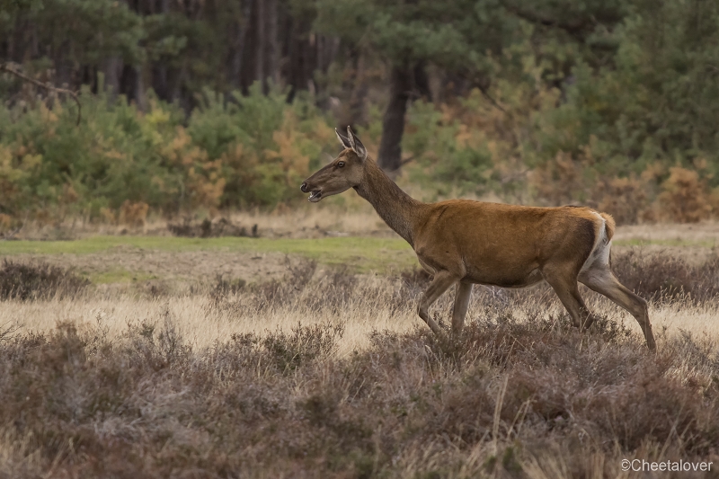 _DSC0144.JPG - Nationaal Park de Hoge Veluwe