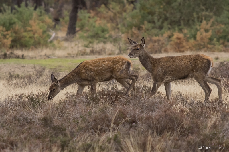 _DSC0151.JPG - Nationaal Park de Hoge Veluwe