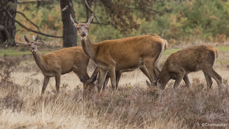 _DSC0166.JPG - Nationaal Park de Hoge Veluwe