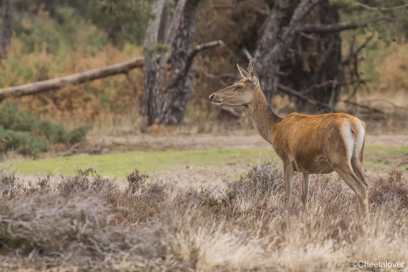 _DSC0182.JPG - Nationaal Park de Hoge Veluwe