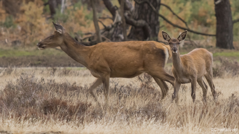 _DSC0190.JPG - Nationaal Park de Hoge Veluwe