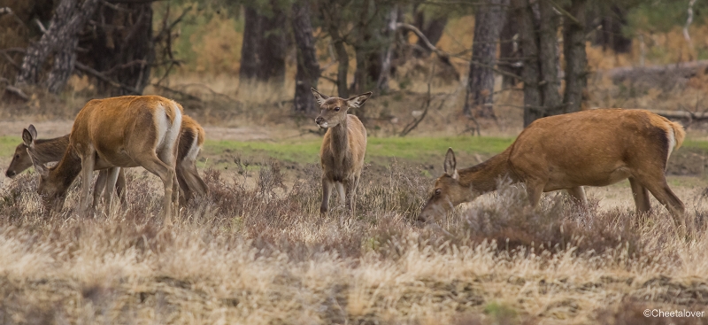 _DSC0191.JPG - Nationaal Park de Hoge Veluwe