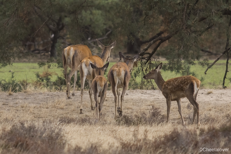 _DSC0226.JPG - Nationaal Park de Hoge Veluwe