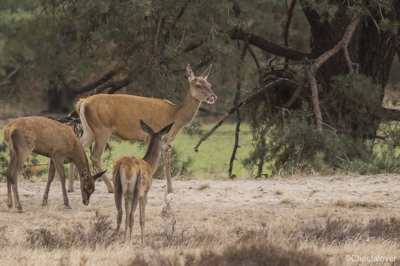 _DSC0230.JPG - Nationaal Park de Hoge Veluwe