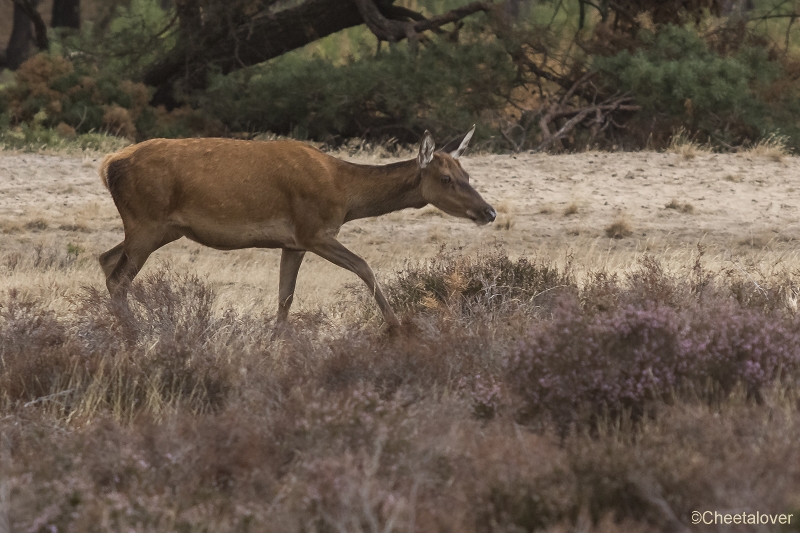 _DSC0265.JPG - Nationaal Park de Hoge Veluwe