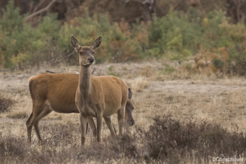 _DSC0287.JPG - Nationaal Park de Hoge Veluwe