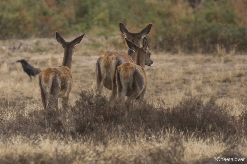 _DSC0322.JPG - Nationaal Park de Hoge Veluwe