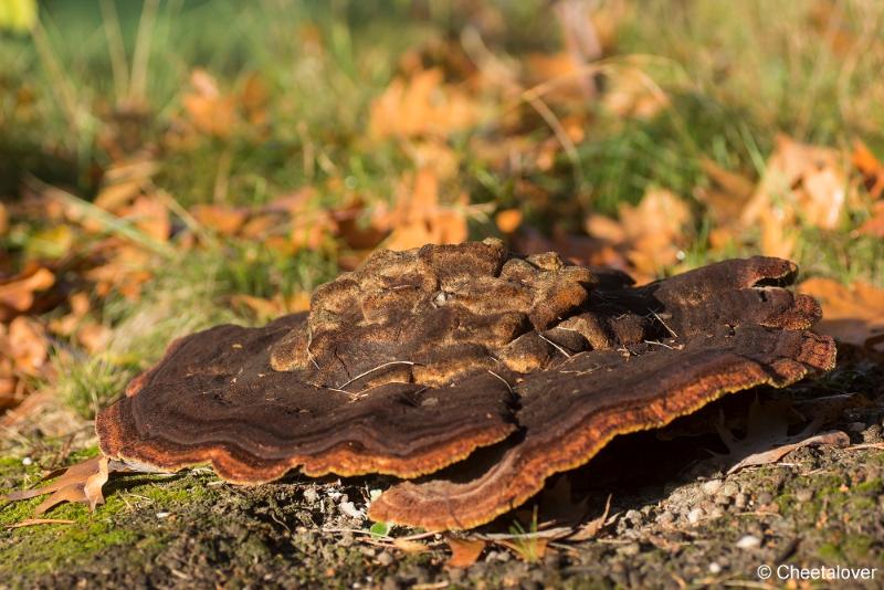 _DSC0001.JPG - Paddestoelen in Herbertus bossen