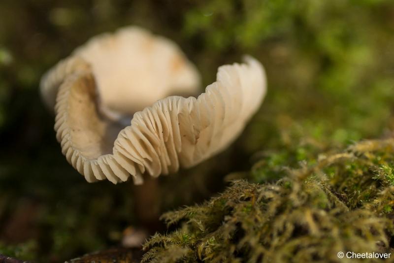 _DSC0023.JPG - Paddestoelen in Herbertus bossen