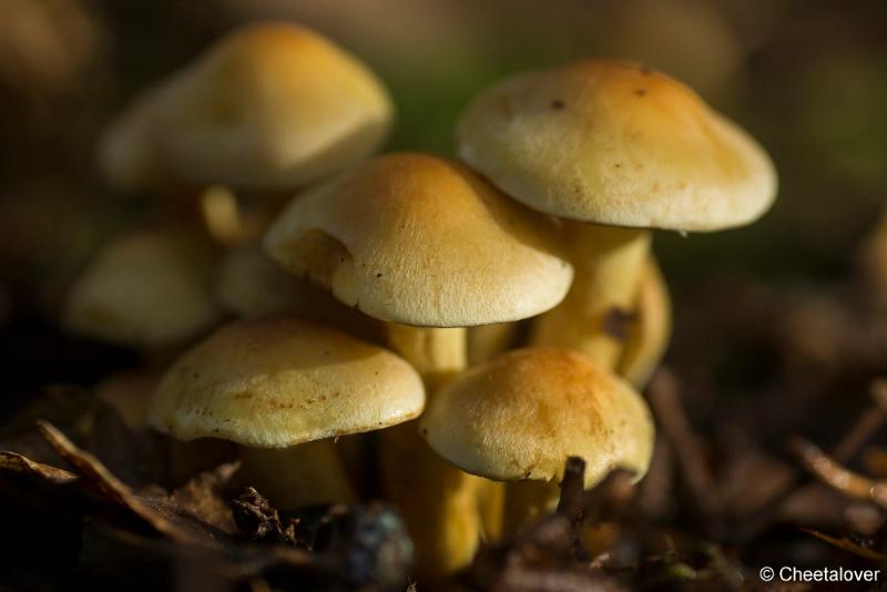 _DSC0024.JPG - Paddestoelen in Herbertus bossen