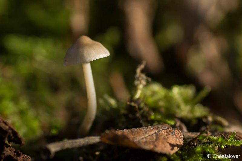 _DSC0025.JPG - Paddestoelen in Herbertus bossen