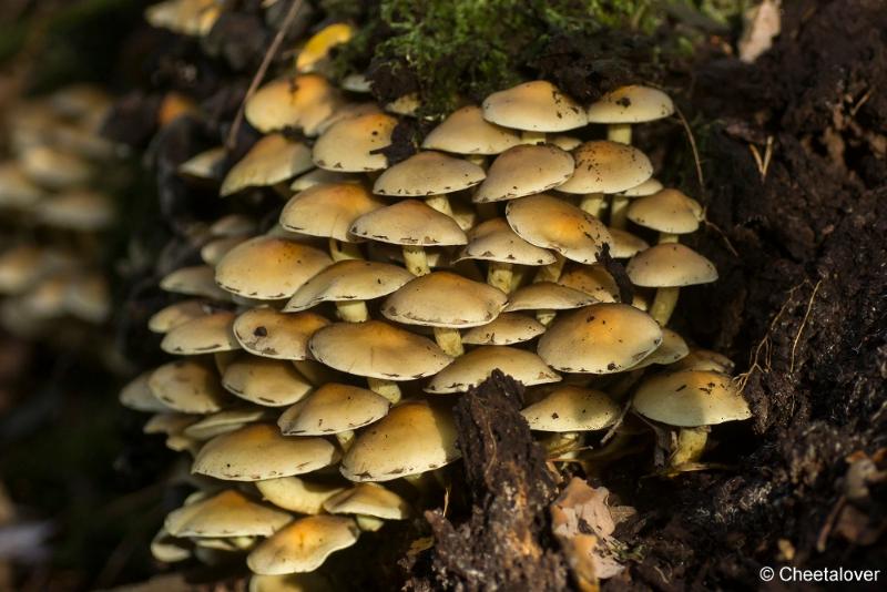 _DSC0029.JPG - Paddestoelen in Herbertus bossen