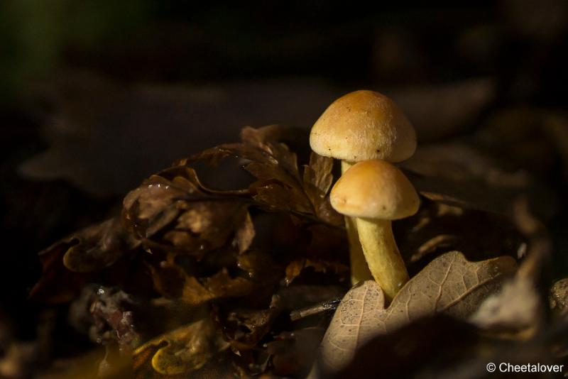 _DSC0031.JPG - Paddestoelen in Herbertus bossen