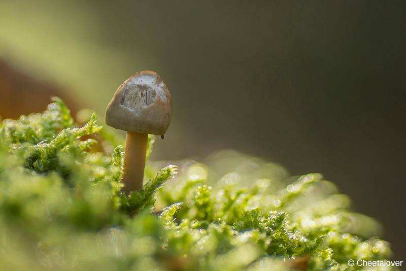 _DSC0033.JPG - Paddestoelen in Herbertus bossen