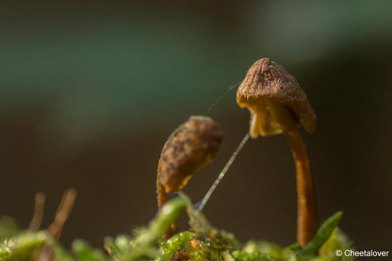 _DSC0037.JPG - Paddestoelen in Herbertus bossen