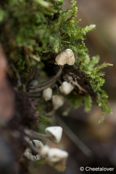 _DSC0039.JPG - Paddestoelen in Herbertus bossen