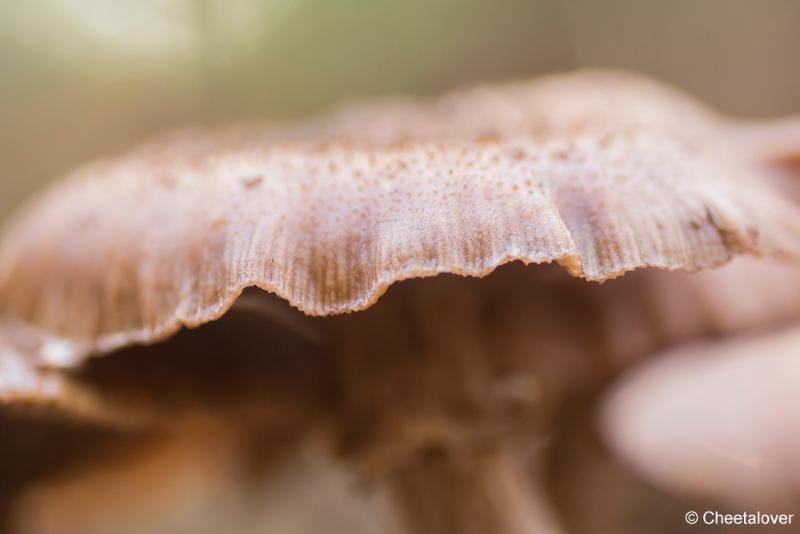 _DSC0049.JPG - Paddestoelen in Herbertus bossen