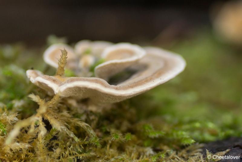 _DSC0053.JPG - Paddestoelen in Herbertus bossen