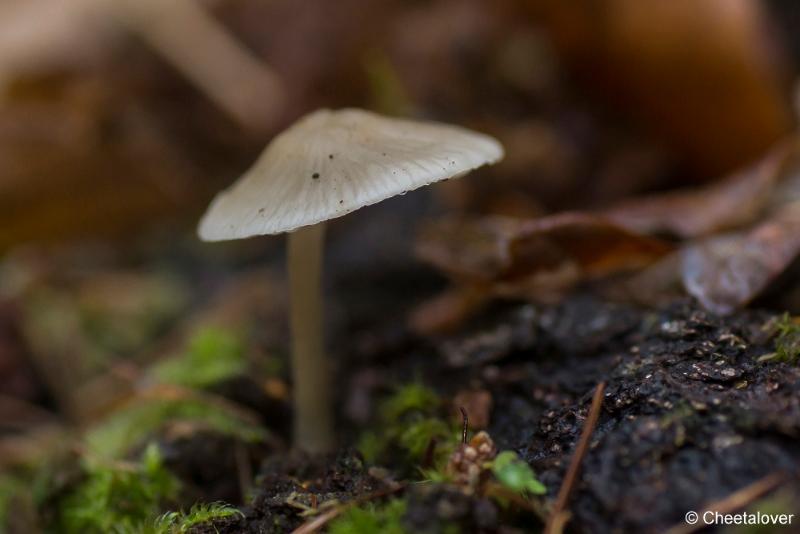 _DSC0057.JPG - Paddestoelen in Herbertus bossen