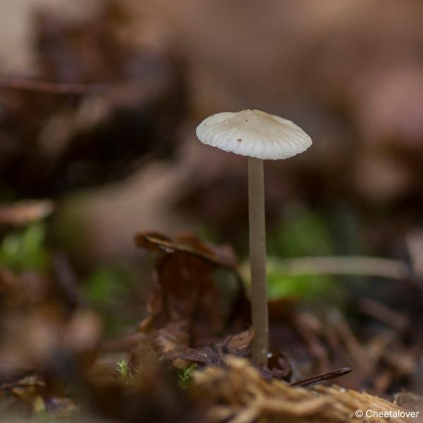 _DSC0058.JPG - Paddestoelen in Herbertus bossen