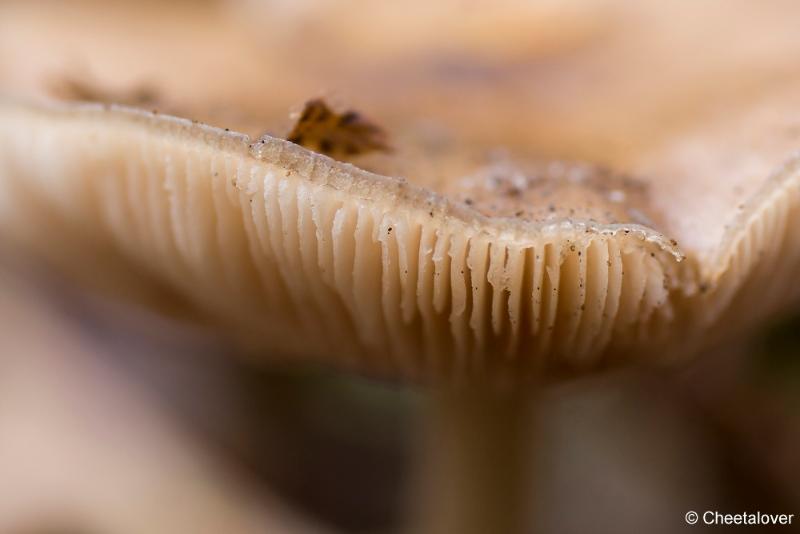 _DSC0060.JPG - Paddestoelen in Herbertus bossen