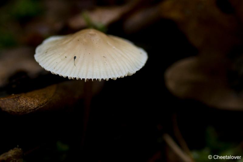 _DSC0069.JPG - Paddestoelen in Herbertus bossen