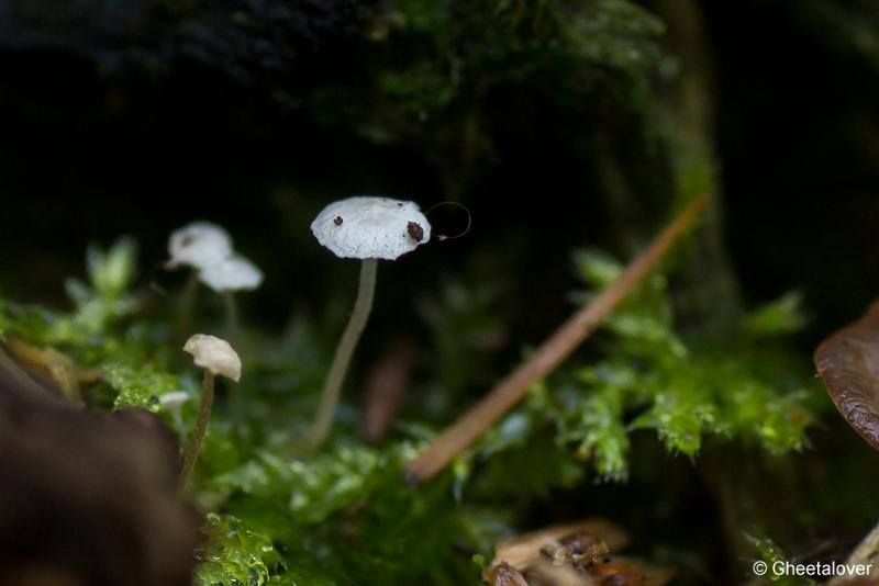 _DSC0071.JPG - Paddestoelen in Herbertus bossen